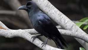 Bolshkaluvoy vrana, pametna in agresivna